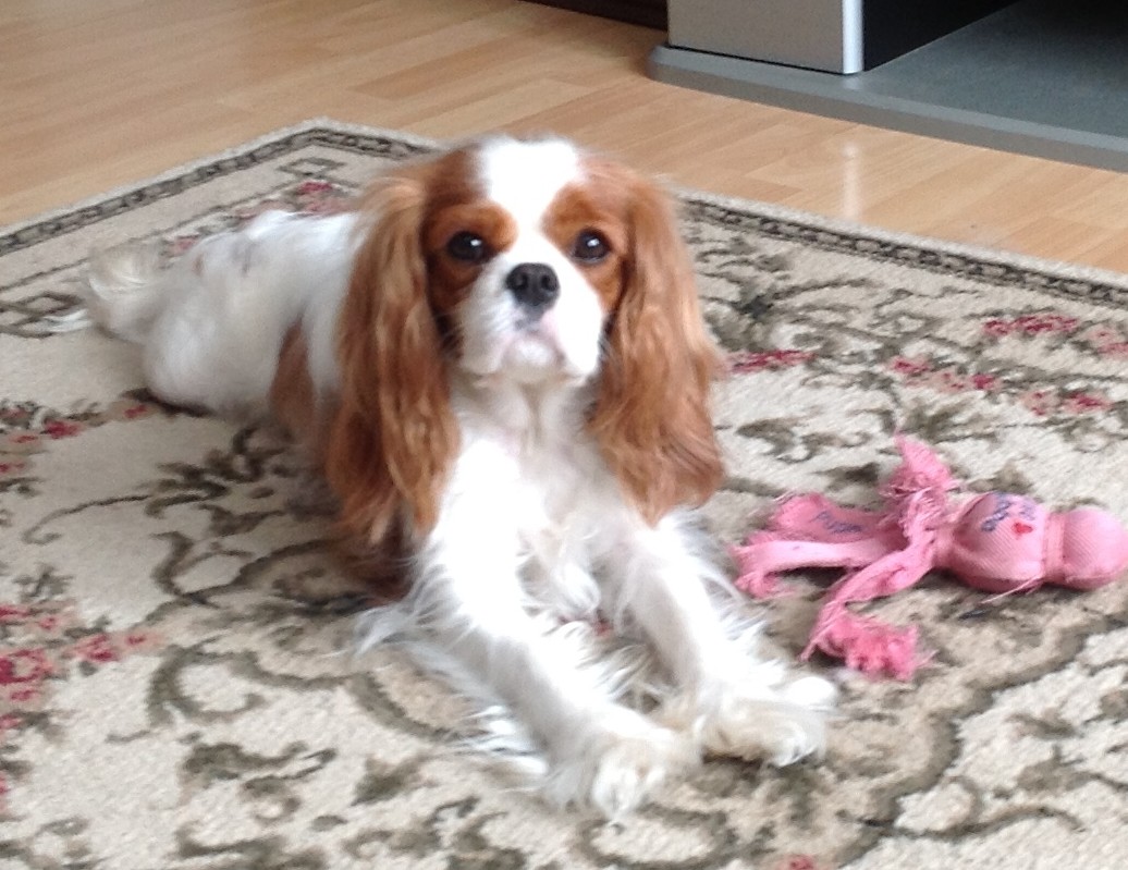 Photos – Waggerden Cavalier King Charles Spaniels