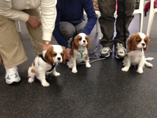 First puppy class (2)