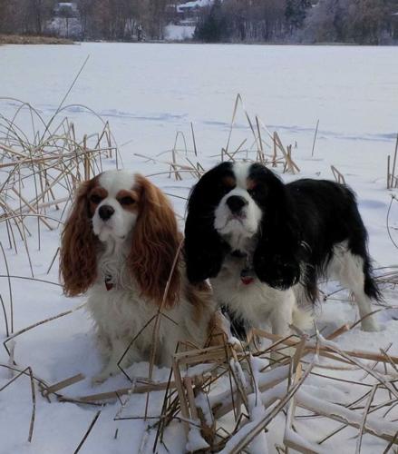 Oscar & Harry, winter