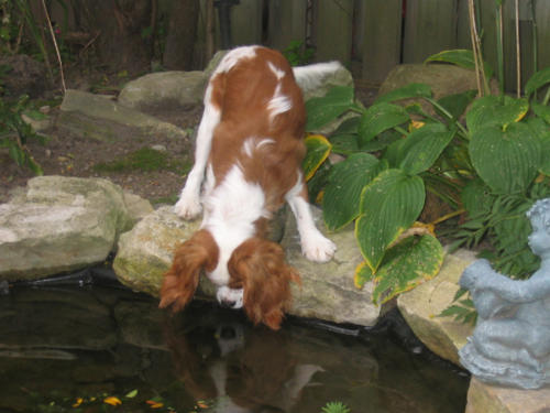 Meg, daughter of our Sadie, does a little fishing for goldfish.