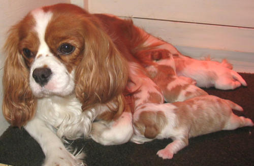 Molly with her puppies