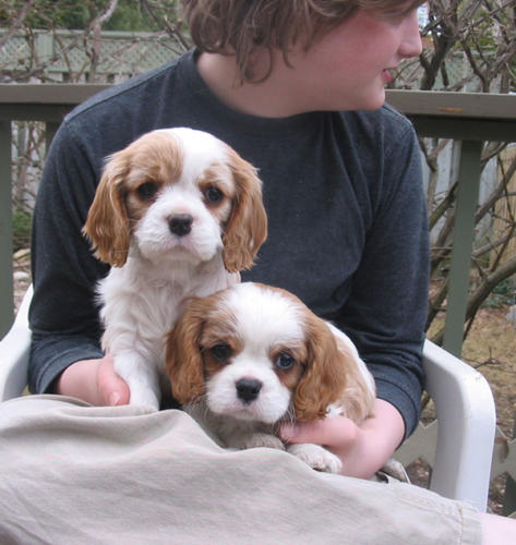 Rosie and Skyler, from Molly's litter